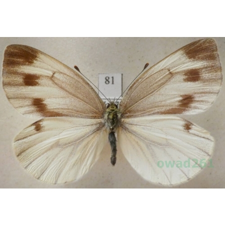 Pieris bryoniae (Hübner, 1806) female Bielinek bryonie Slovakia81